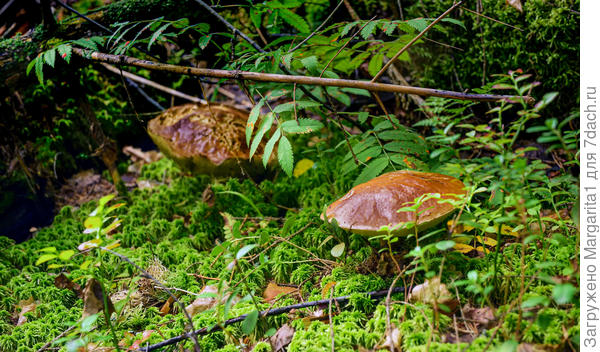 Желтяки (переростки)