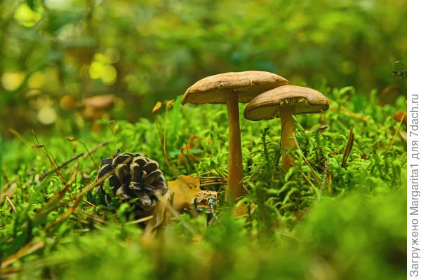 В сосняке и такие растут