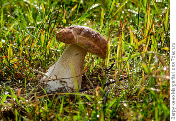 А этот  гриб- колосник