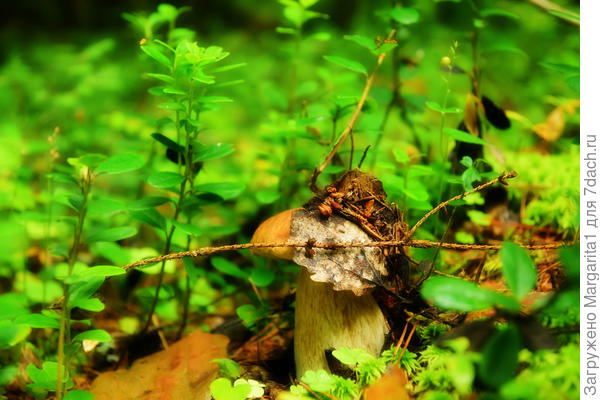 &quot;Шпион&quot;