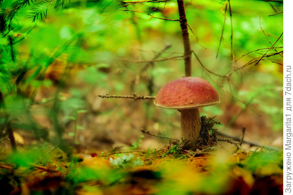 Царь из царства эукариотов