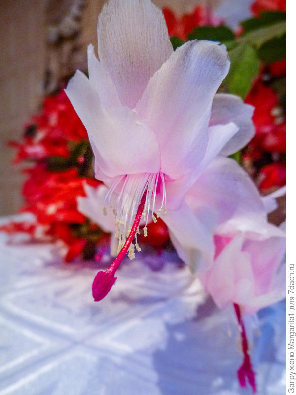 Белый с розовым оттенком