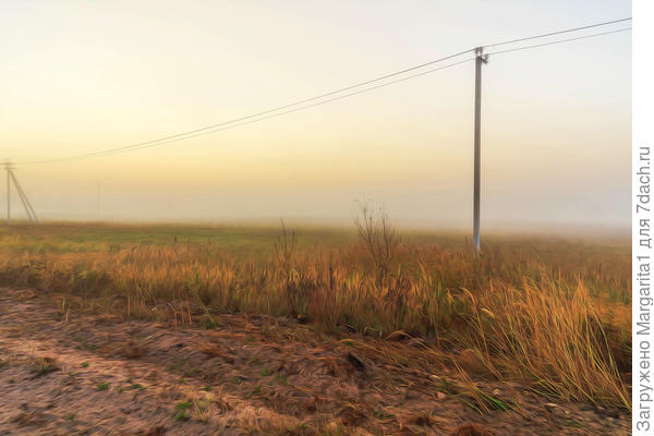 Заброшенное поле