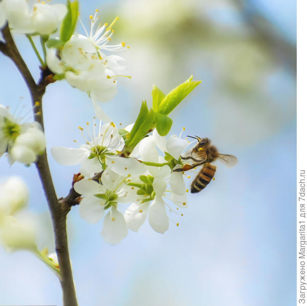 Слива цветет