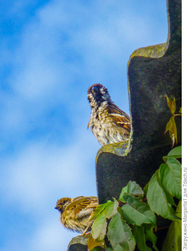 После дождя