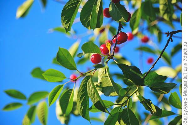 Эх, черешня...