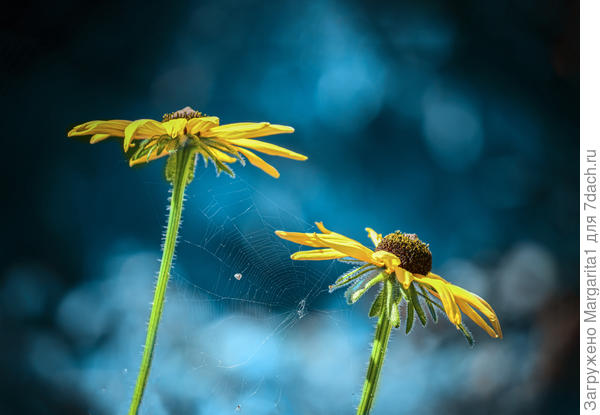 Скованные одной цепью