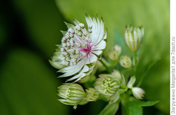 Наверное &quot;Альба!