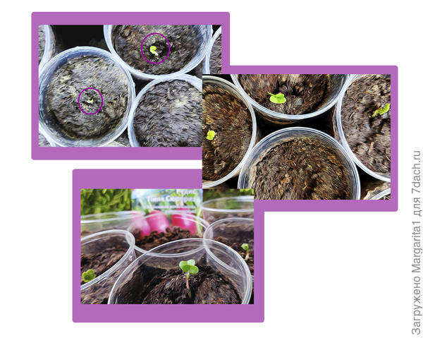 первые всходы