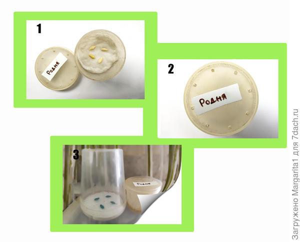 Родня замачивание