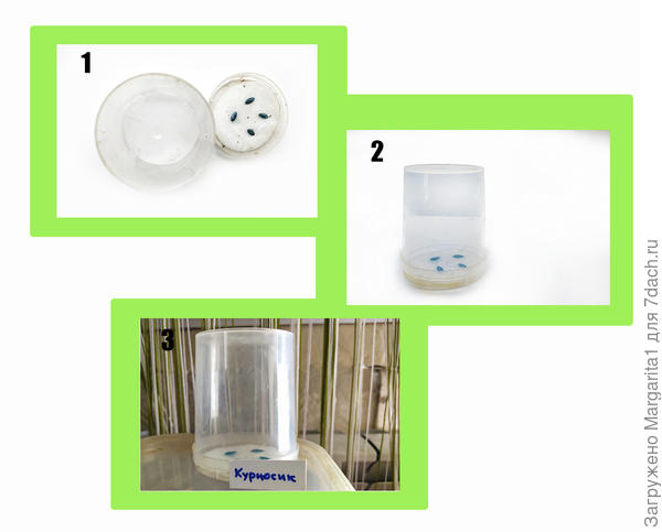 Курносик. замачивание