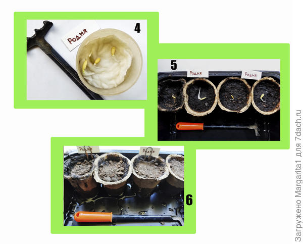 Родня замачивание