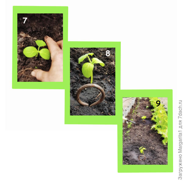 пересадка в теплицу