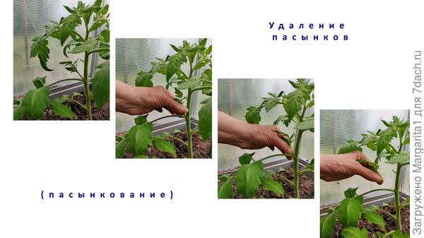 Пасынкование