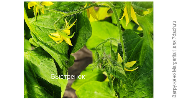 Цветение