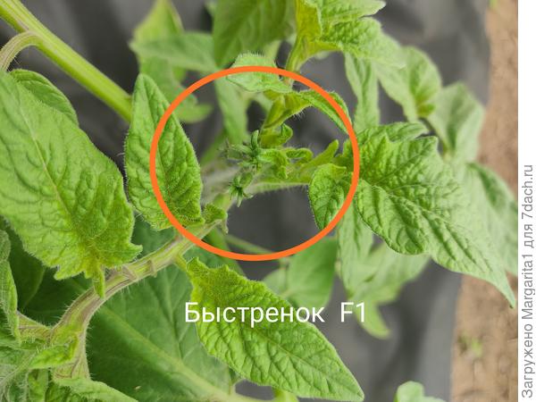 бутон 27.05