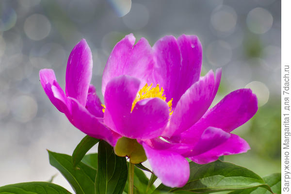 Пион. На ночь и перед дождем закрывается