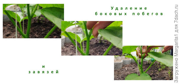 удаление побегов
