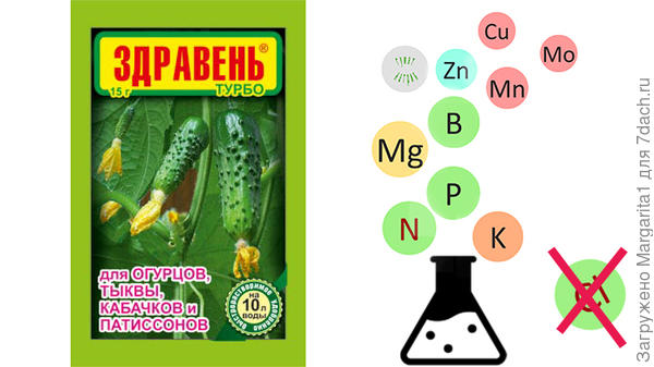 здравень