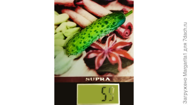 масса