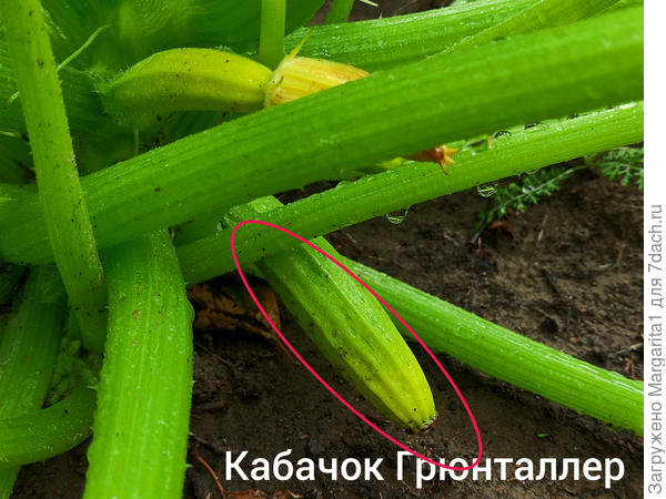 не будет кабачка. Фокус не удался