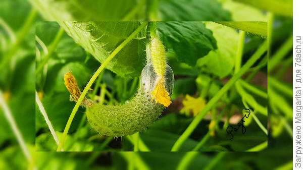 В семье не без...