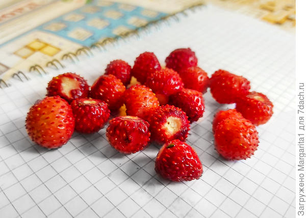 Открывает мой сезон лесная земляника