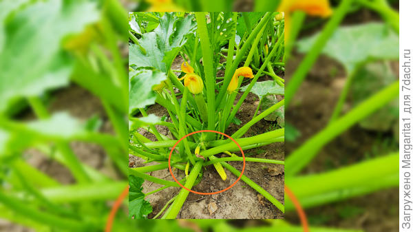 Завязи засохли