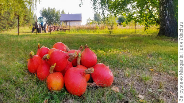 урожай