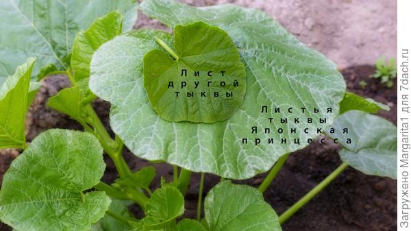 лист