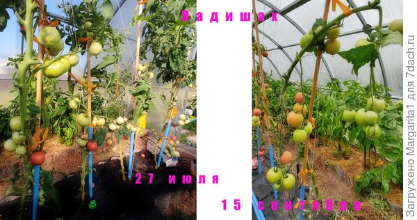 Падишах