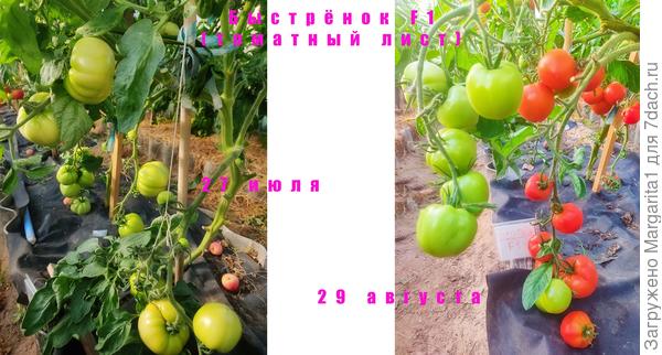 Быстрёнок