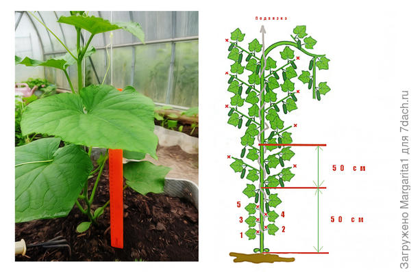 формирование огурца