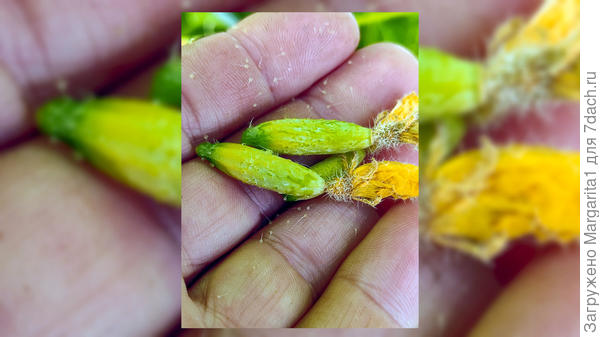 желтые завязи