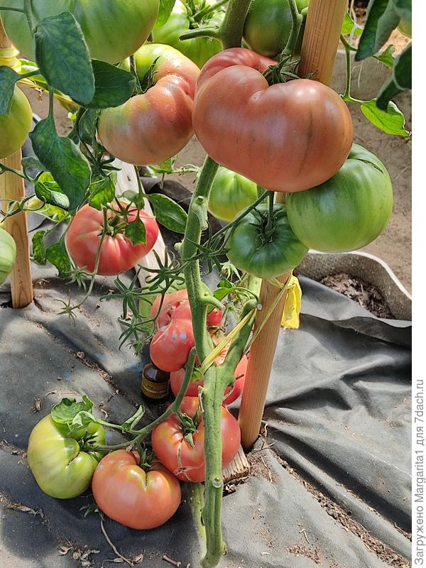 Всё томаты массой свыше 300 грамм