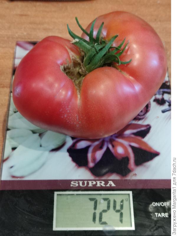 Рекордный  томат этого года