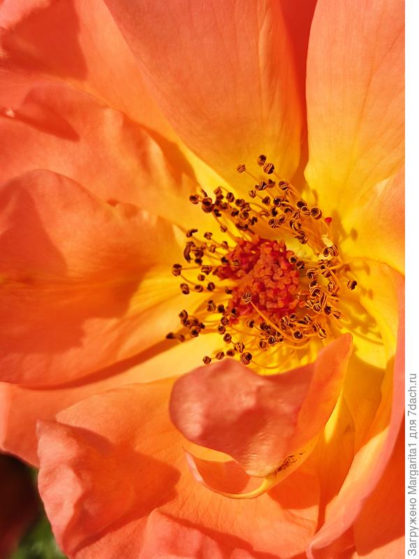 Флорибунда