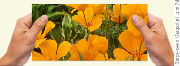 Эшшольция калифорнийская