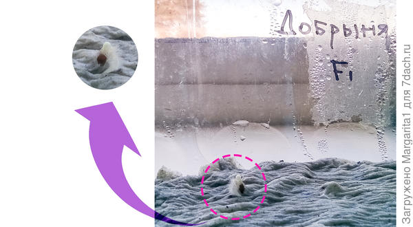 первая петелька