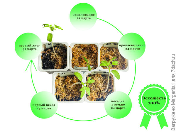 Томат Делишес