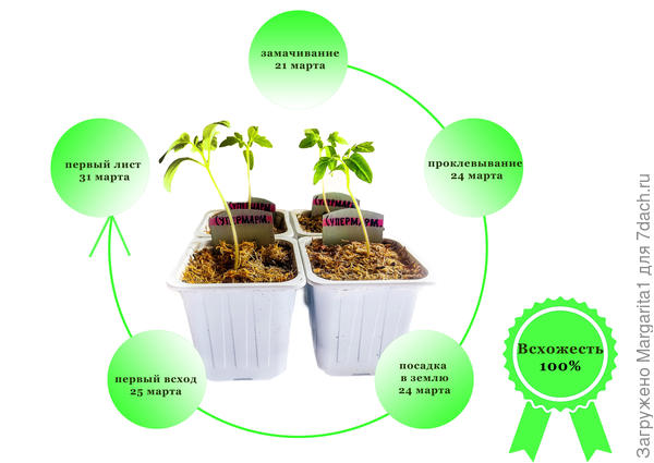 Томат Супермарманде