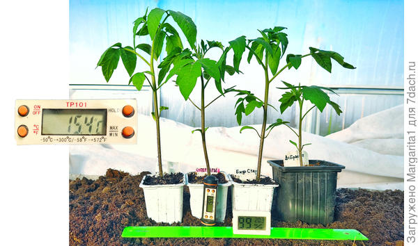 температурный режим в теплице 27 апреля