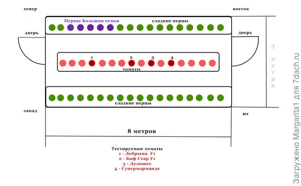 Схема посадки тестируемых томатов в теплице