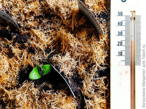 температура