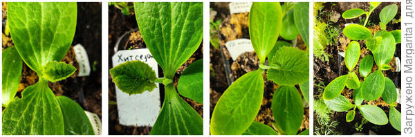 первый настоящий