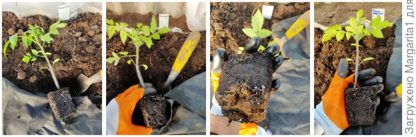 Корневая система развита достаточно , видны белые корешки , ком не рассыпается