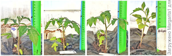 Посаженные томаты.