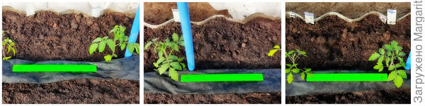 Расстояние между томатами 40 см