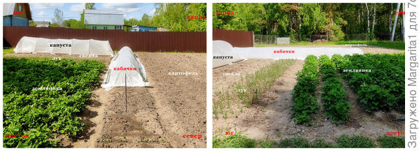 расположение относительно сторон света и соседствующие растения