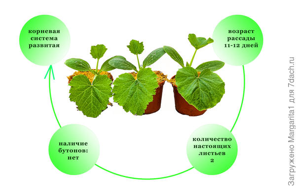 Кабачок "Хит сезона"